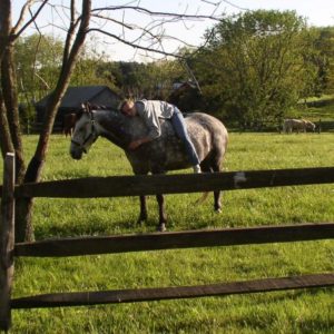 Heidi-on-Zeus-in-Pasture-1024x452