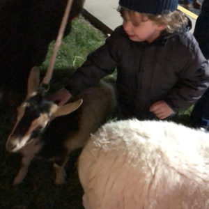 Lamb-and-goat-with-child